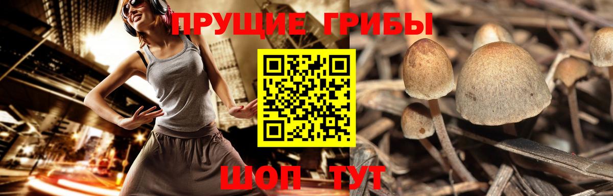 Псилоцибиновые грибы Psilocybe Вышний Волочёк